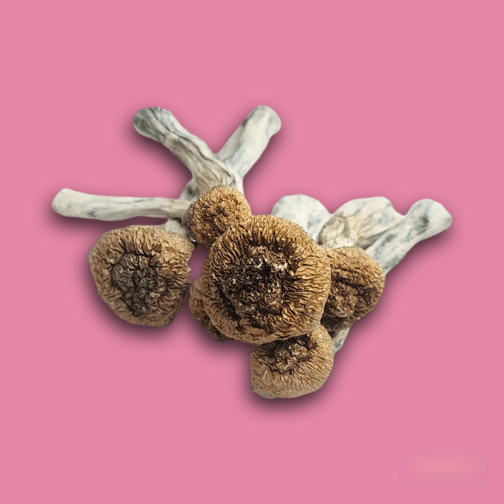 Magic Mushrooms and Depression: How Psychedelic Therapy is Revolutionizing Mental&nbsp;Health