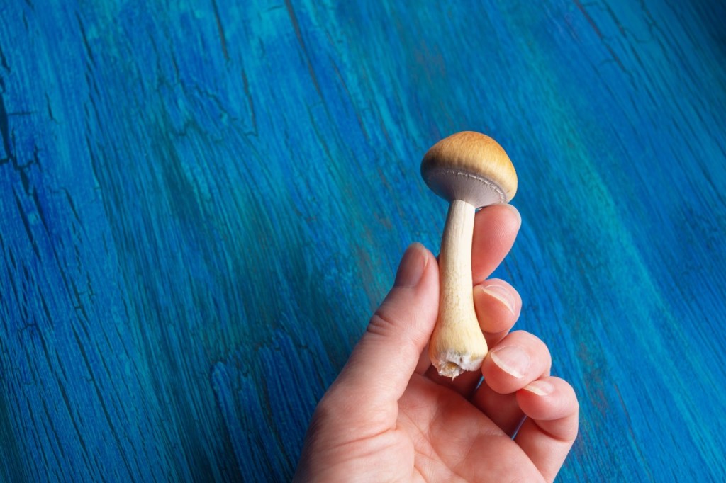 How to Use Medicinal Mushrooms to Naturally Relieve Depression&nbsp;Symptoms